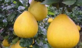 qq吃瓜柚子基地,绿色生态，美味共享的甜蜜之旅”