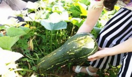 孕妇吃兰瓜有什么好处,益处多多，呵护母婴健康