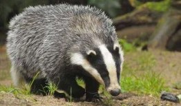 狗獾吃瓜吗,揭秘它们是否吃瓜