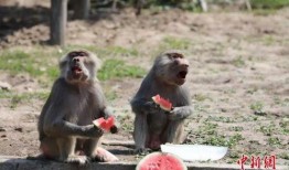 动物看戏吃瓜,看戏背后的趣味与智慧