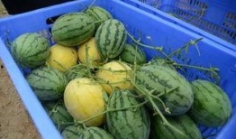 吃群瓜,群瓜盛宴背后的故事