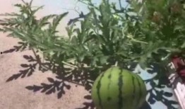 吃燕大的瓜,一场校园“吃瓜”盛宴