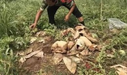 虎林吃瓜事件视频最新,一场网络热议的真相揭秘