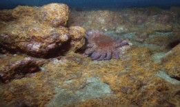 海星吃瓜,揭秘海洋中的“吃瓜”现象