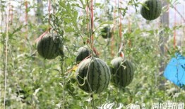 小鱼海棠视频吃瓜,带你领略幕后花絮