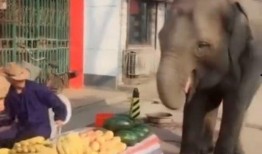 大象吃瓜生气,一场生态与情感的碰撞