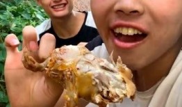 吃瓜的鸽子,吃瓜鸽子的趣味日常