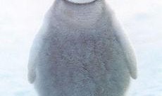 吃瓜福利企鹅群,揭秘神秘社群的欢乐时光