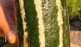 梦见吃熟过了的瓜,揭秘吃熟过了的瓜的神秘寓意