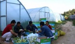 封丘吃瓜群众,揭秘当地独特民俗风情