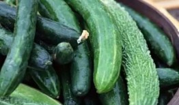 小瓜整个怎么吃,解锁美味新境界