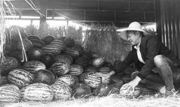 康县吃瓜群众事件,网络舆论下的社会现象解析