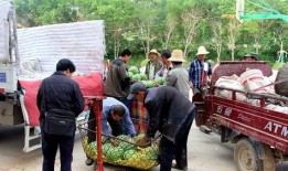 康县吃瓜群众事件,网络舆论下的社会现象解析