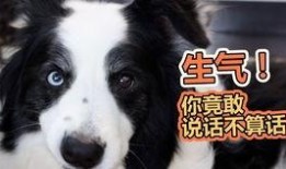 狗狗吃瓜歇后语,趣味横生的歇后语故事