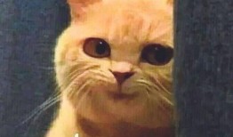 吃瓜的不嫌事儿大,不嫌事儿大，揭秘娱乐圈风云变幻