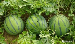 旁边吃瓜的人,揭秘吃瓜群众的趣味人生