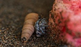 核废水吃瓜,吃瓜群众如何应对潜在风险