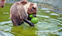 动物看戏吃瓜,看戏背后的趣味与智慧