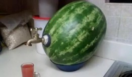 煮瓜吃搞笑,一场别开生面的烹饪喜剧之旅