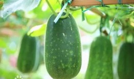 百年吃瓜,见证时代变迁的民间小吃