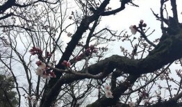 吃瓜群樱花,一场跨越次元的甜蜜邂逅