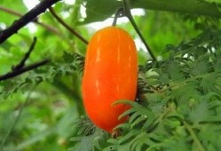 兰瓜叶子怎么吃,兰瓜叶子的多样食用方法探索