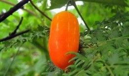 兰瓜叶子怎么吃,兰瓜叶子的多样食用方法探索