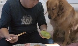 主人吃瓜狗吃瓜皮的故事