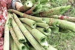 虎杖悠仁吃瓜,瓜田里的美食探险家