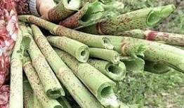 虎杖悠仁吃瓜,瓜田里的美食探险家