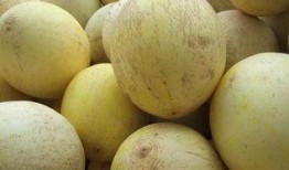 沙特吃白兰瓜,白兰瓜的独特风味探索