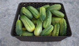 天天嚷着吃瓜,揭秘那些天天嚷着吃瓜的幕后故事