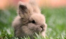 吃瓜小兔叽,揭秘娱乐圈那些不为人知的幕后故事