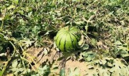 上班吃瓜音乐,轻松愉悦的办公时光伴侣