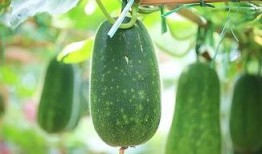 梦心月吃瓜,揭秘娱乐圈背后的秘密与真相