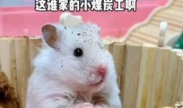 老鼠恶作剧吃瓜,瓜田里的欢乐闹剧