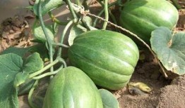 梦到我买香瓜吃瓜,香瓜美食之旅