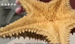 海星吃瓜,揭秘海洋中的“吃瓜”现象