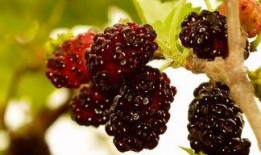 桑果瓜怎么吃,解锁美味新体验