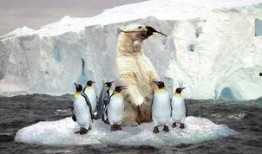 企鹅喜欢吃瓜,瓜果飘香