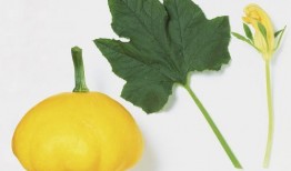 什么瓜吃叶子好,揭秘哪些瓜类叶子最宜食用