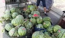 成都沙河吃瓜事件,一场网络热议背后的真相与反思