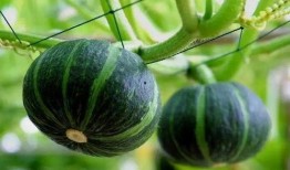 以色列贵族吃全瓜,全瓜盛宴背后的文化内涵