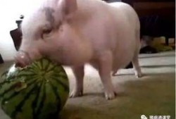 猪打转吃瓜,探寻乡村生活的趣味与智慧