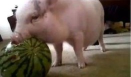 猪打转吃瓜,探寻乡村生活的趣味与智慧