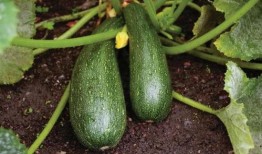 秋天吃瓜优点,养生又解暑——秋季吃瓜的五大优点