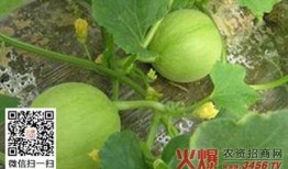 吃瓜不甜的原因,吃瓜不甜的惊人真相