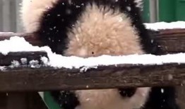 吃瓜小熊小千,揭秘娱乐圈的甜蜜与苦涩