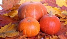 舌头瓜怎么吃效果最好,舌头瓜的最佳食用方法揭秘