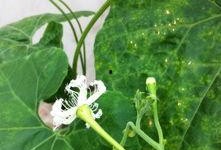 花朵吃瓜,一场视觉与味觉的盛宴